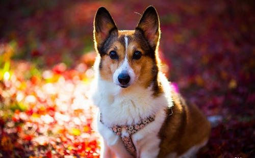 柯基犬不吃東西怎麼辦