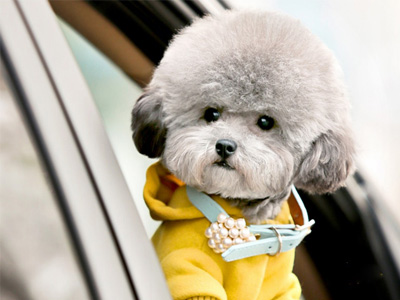 比熊犬.jpg