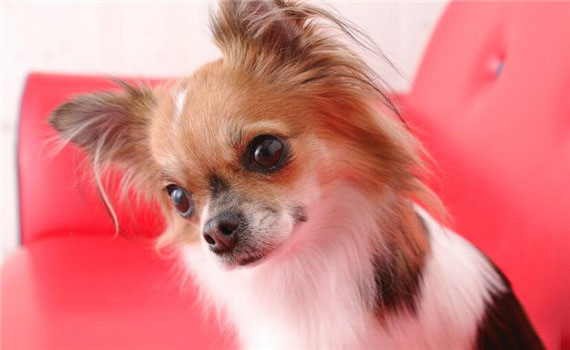 蝴蝶犬護理
