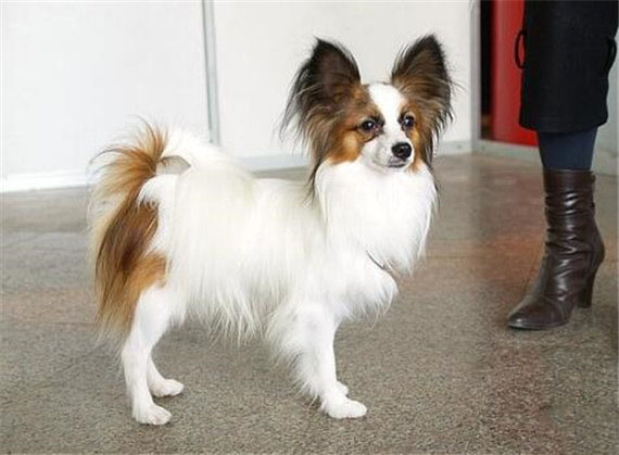 蝴蝶犬護理