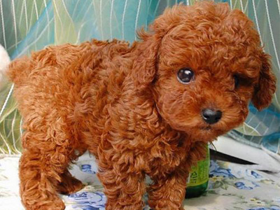 泰迪犬.jpg