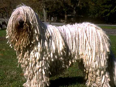 可蒙犬.jpg