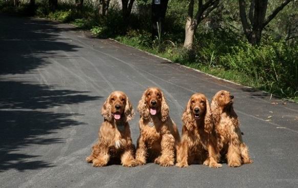 可卡犬怎麼養