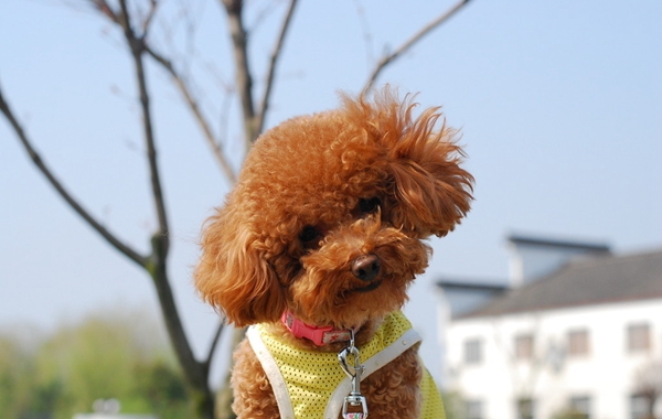泰迪犬口臭怎麼解決