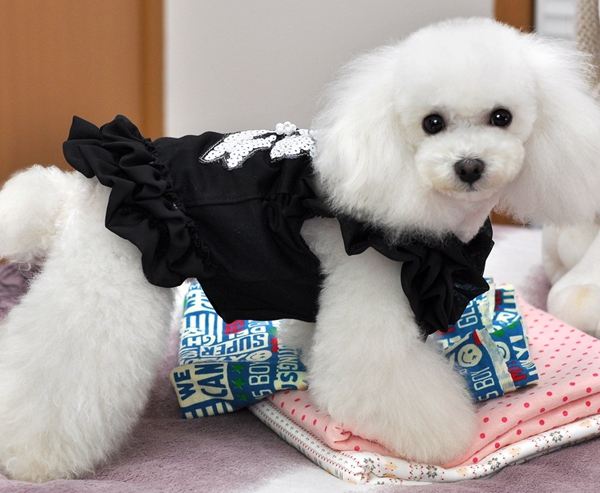 貴賓犬好養嗎