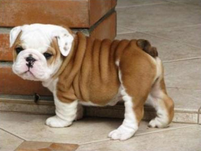 英國斗牛犬.jpg