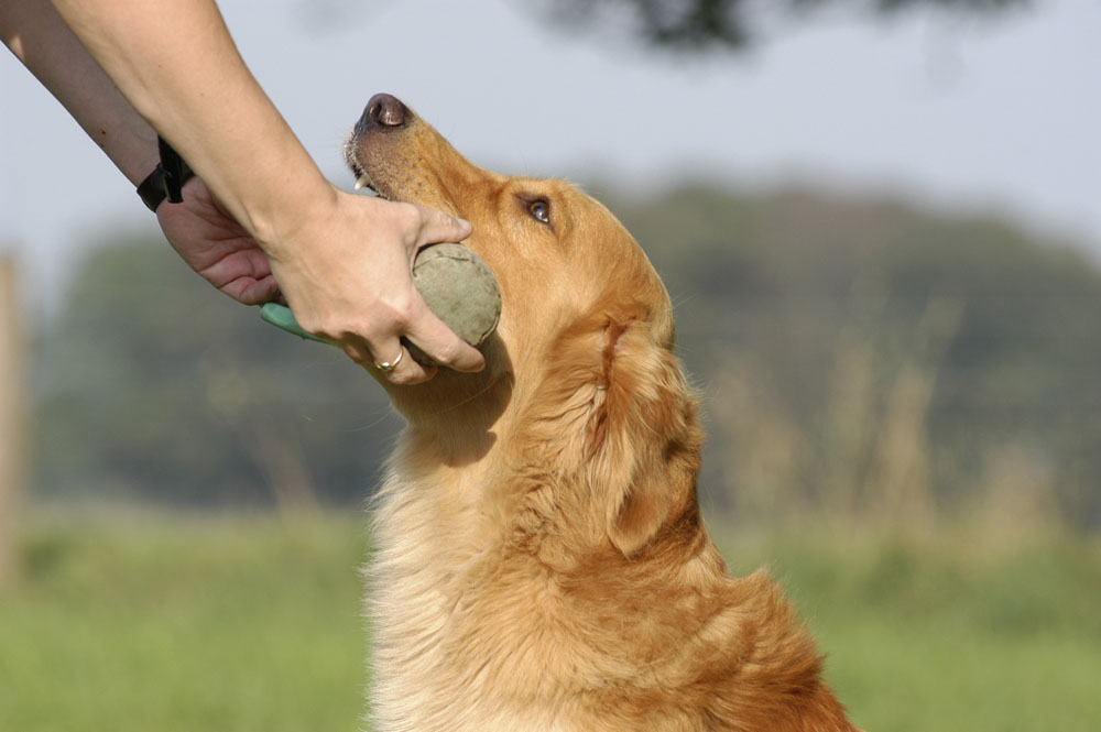 金毛犬的特性