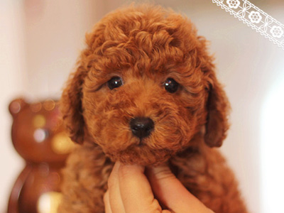泰迪犬.jpg