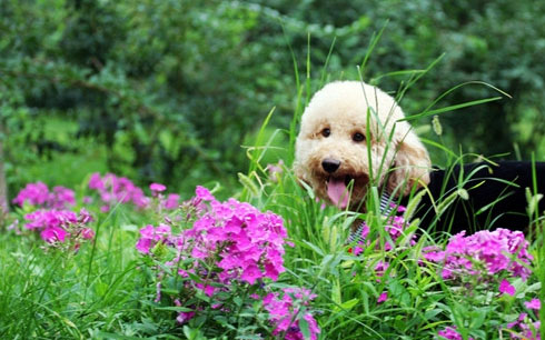 泰迪犬 (27).jpg