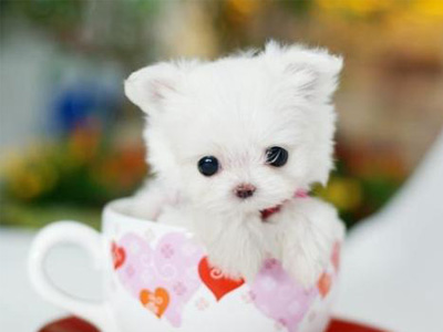 茶杯博美犬.jpg
