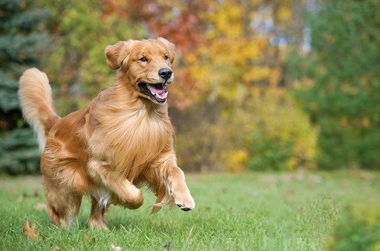 金毛幼犬喂養小常識