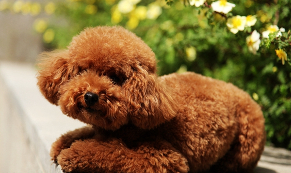 泰迪犬暈車怎麼辦