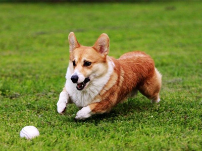 柯基犬.jpg