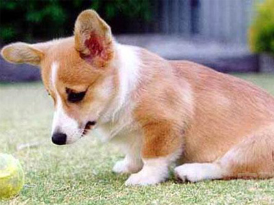 柯基犬.jpg