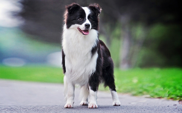 能不能給邊境牧羊犬喂食止痛藥