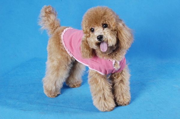 泰迪犬1.jpg