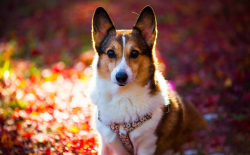 如何保護柯基犬狗狗的牙齒