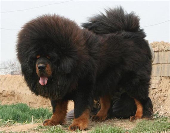 藏獒養護