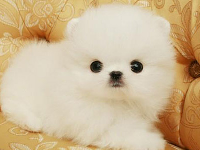 博美犬.jpg