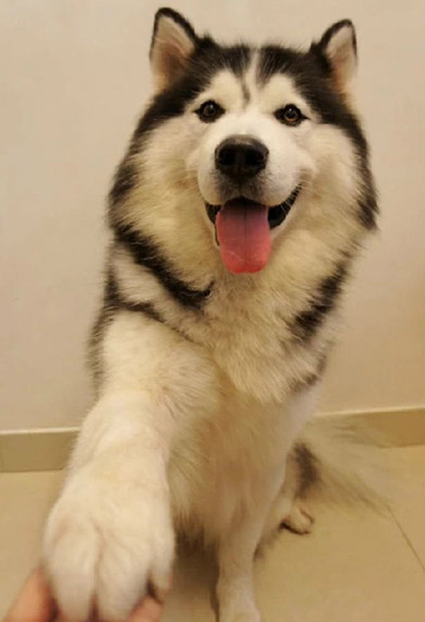 狗狗養護