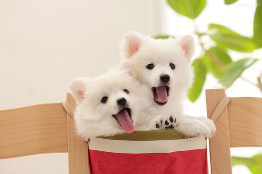 銀狐犬吃什麼好