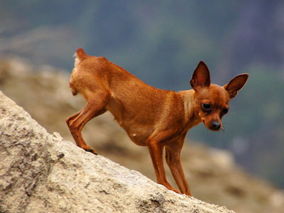 迷你杜賓犬.jpg