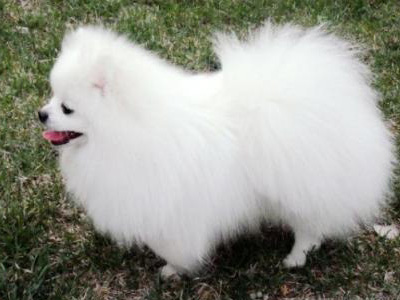 博美犬.jpg