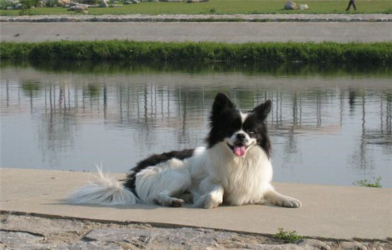 蝴蝶犬護理