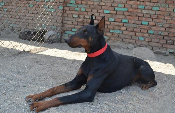 杜賓犬多大開始訓練