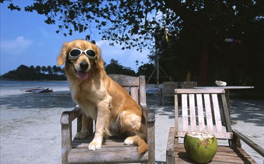 金毛犬能不能把雞肝當做主食
