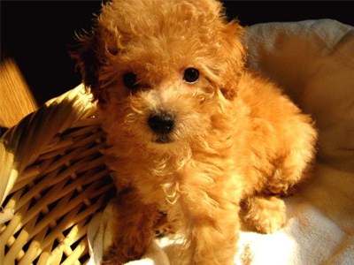 泰迪犬.jpg