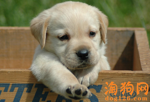 拉布拉多會攻擊人嗎
