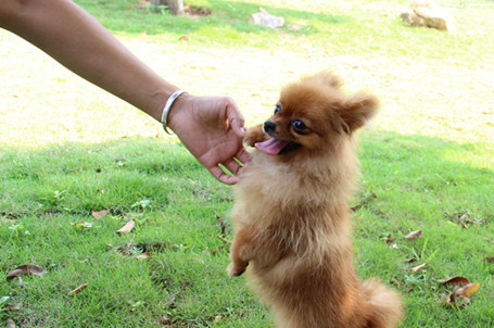 博美犬有哪些常見的病症
