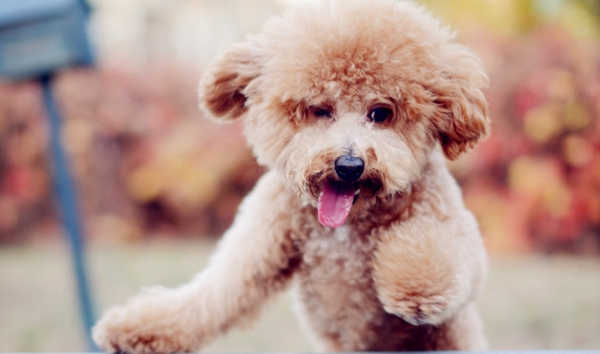 泰迪犬