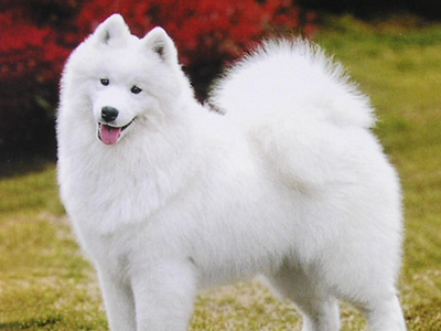 薩摩耶犬1.jpg