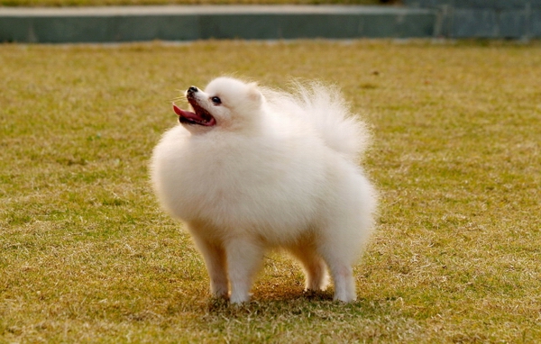博美犬不吃東西怎麼辦