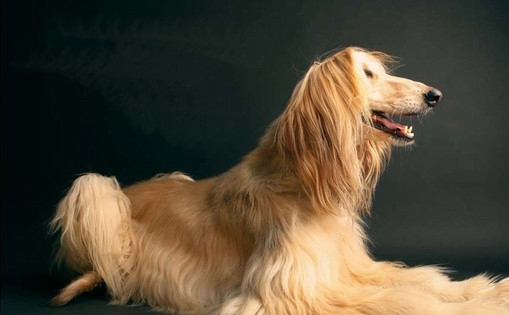 照顧阿富汗幼犬須注意