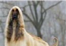 照顧阿富汗幼犬須注意哪幾項你知道嗎