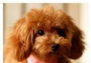 泰迪犬疫苗期間可以洗澡嗎 會不會感染