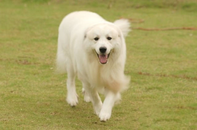 大白熊犬長蛀牙了該怎麼辦