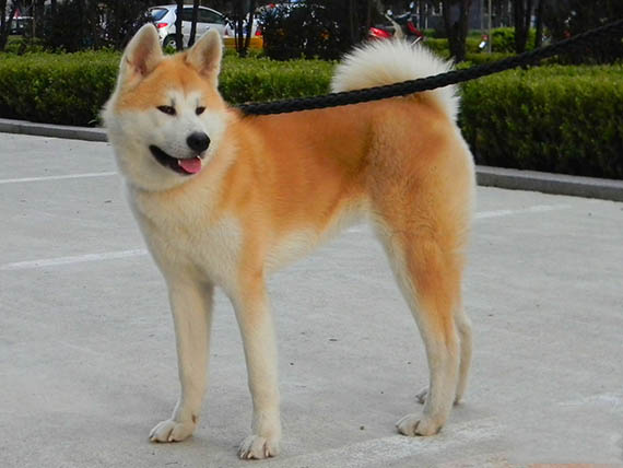 管住饞嘴的秋田犬