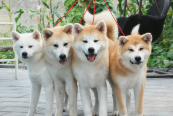 管住饞嘴的秋田犬