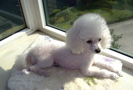 如果貴賓犬患了抑郁症應該怎麼辦