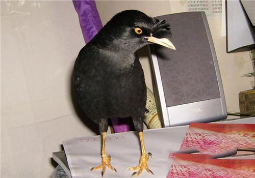 八哥