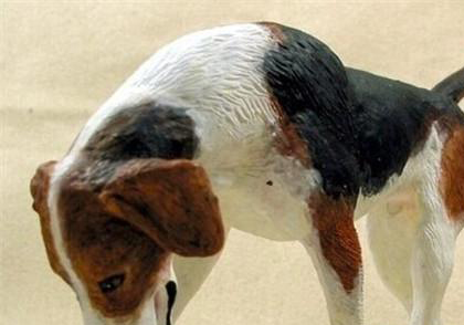 美國獵狐犬