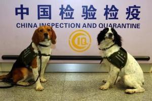 檢疫犬