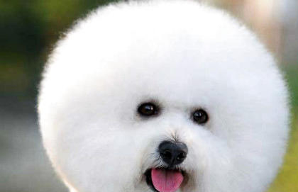 比熊犬
