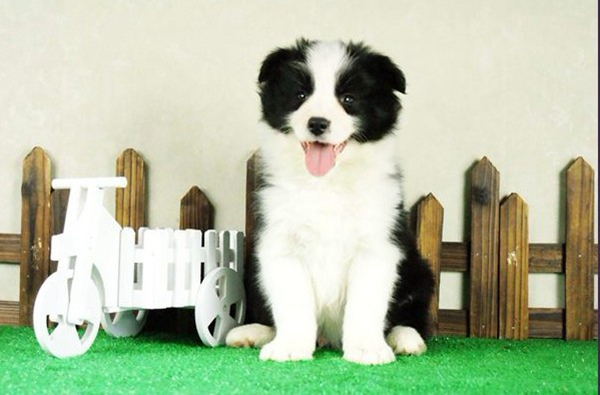 邊境牧羊犬感冒了怎麼辦
