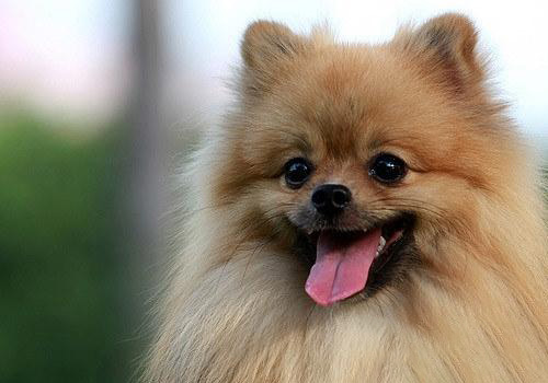 博美犬