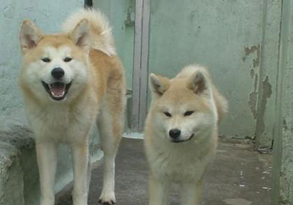 秋田犬